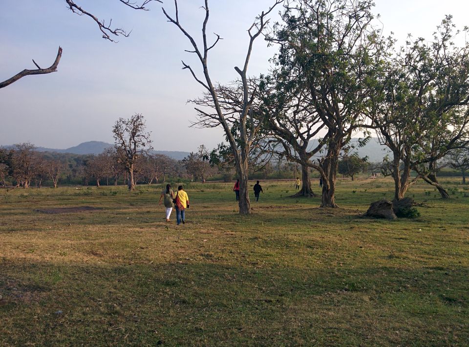 Photo of My Big Budget trip to Bandipur !!! 1/1 by Manu