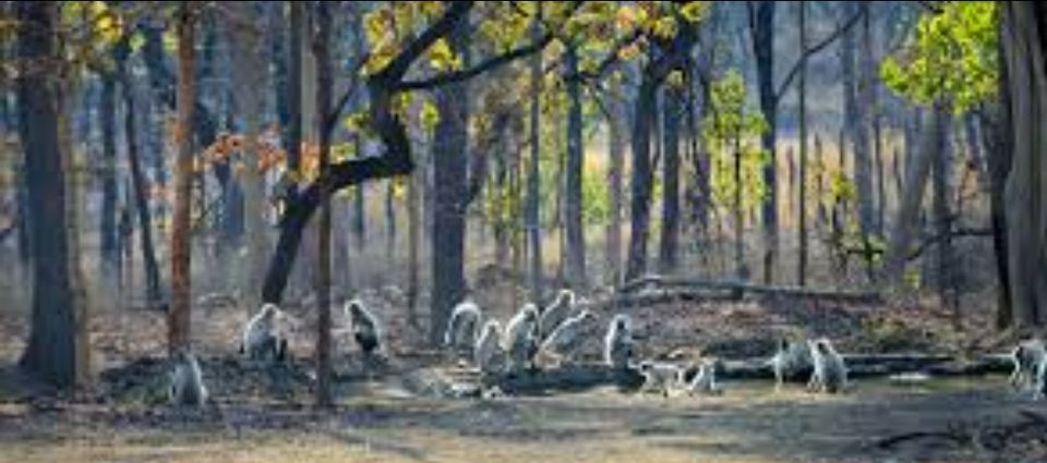 Photo of PENCH SANCTUARY TOUR IN MP" the talk of jungle" by Hari Shankar Sharma