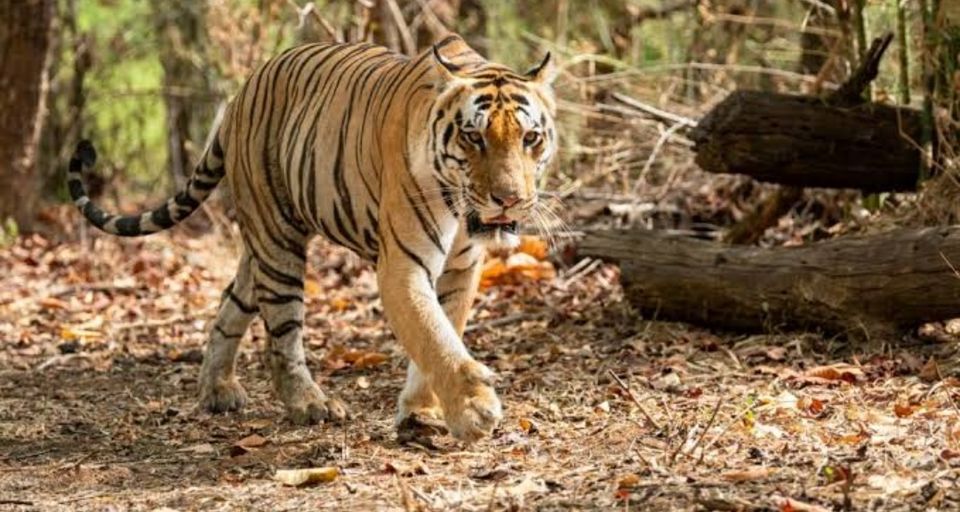 Photo of PENCH SANCTUARY TOUR IN MP" the talk of jungle" by Hari Shankar Sharma