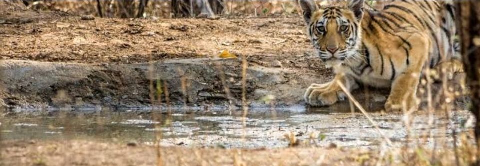 Photo of PENCH SANCTUARY TOUR IN MP" the talk of jungle" by Hari Shankar Sharma