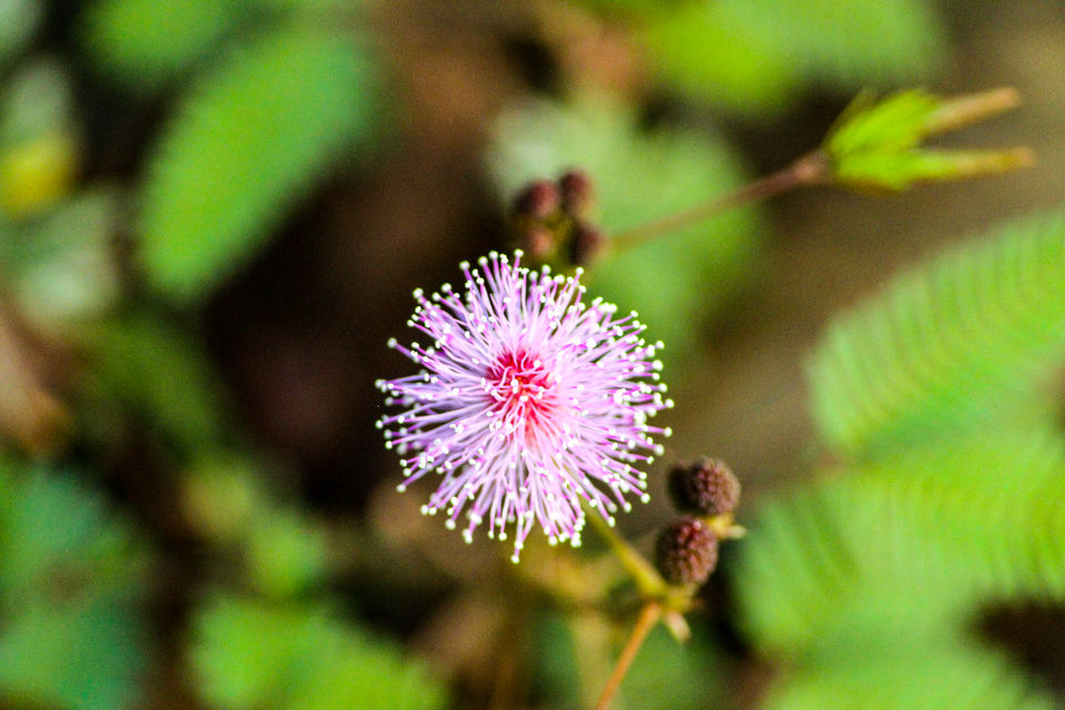 Photo of Dandeli - A Escapade to the Wilderness by Travel With Suhit