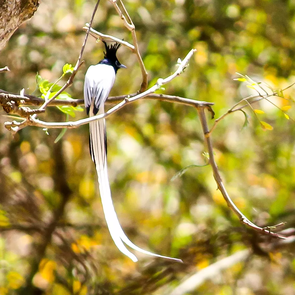 Photo of Dandeli - A Escapade to the Wilderness by Travel With Suhit