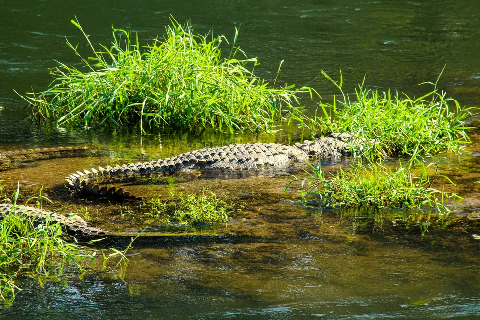 Photo of Dandeli - A Escapade to the Wilderness by Travel With Suhit