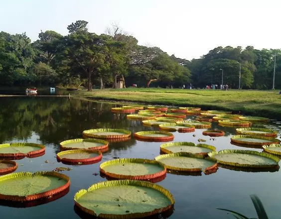 Photo of Botanical Garden, Area, Howrah, West Bengal, India by Doyel Banerjee
