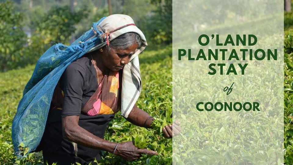 Photo of আভিজাত্য আর এক কাপ গরম চা, দুটোই পাবেন এই চা বাগানগুলোতে 6/24 by Doyel Banerjee