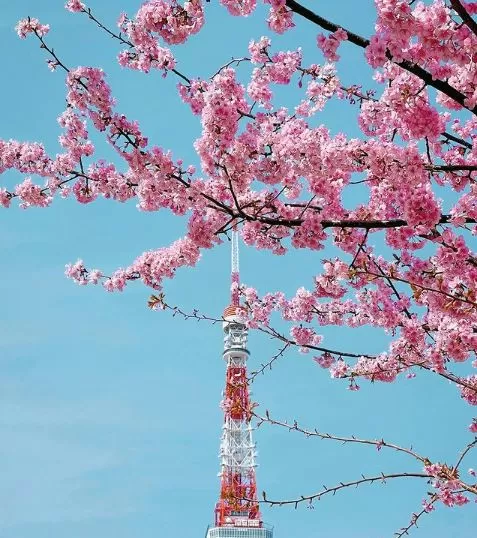 Photo of Japan by Doyel Banerjee