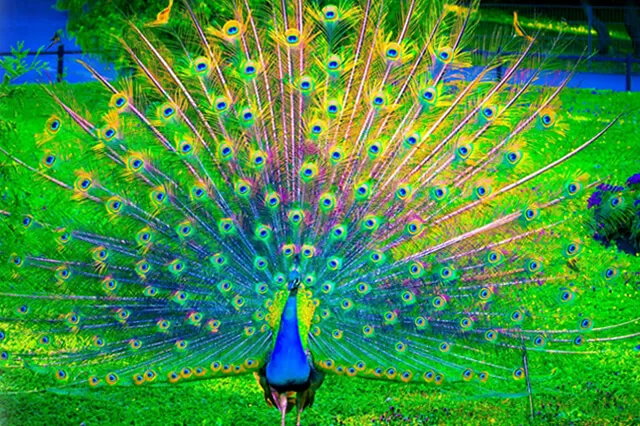 Photo of Morachi Chincholi, pune, Maharashtra, India by Doyel Banerjee