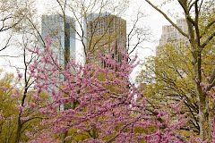 Photo of Central Park, Central Park, New York, NY, USA by Magdalene