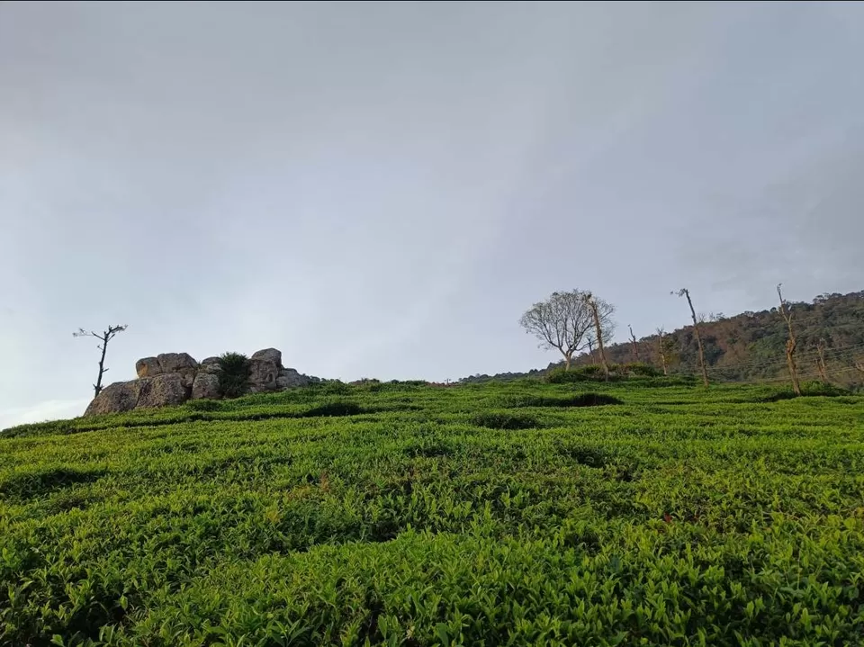 Photo of Coonoor by Kshiti Jhala