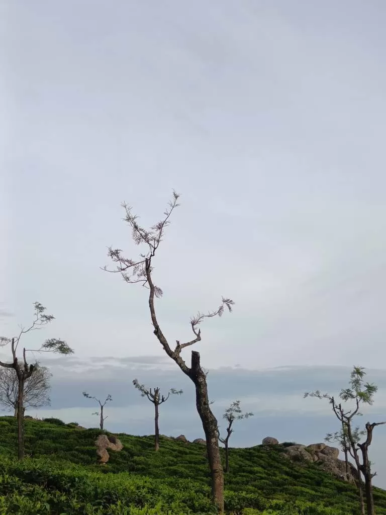 Photo of Coonoor by Kshiti Jhala