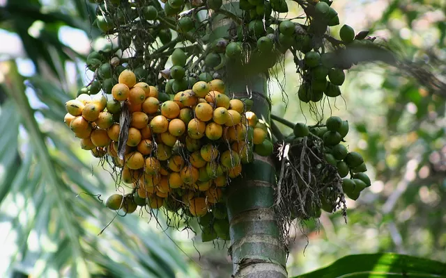 Photo of Things to do in Kumily/ Thekkady by Roli jain