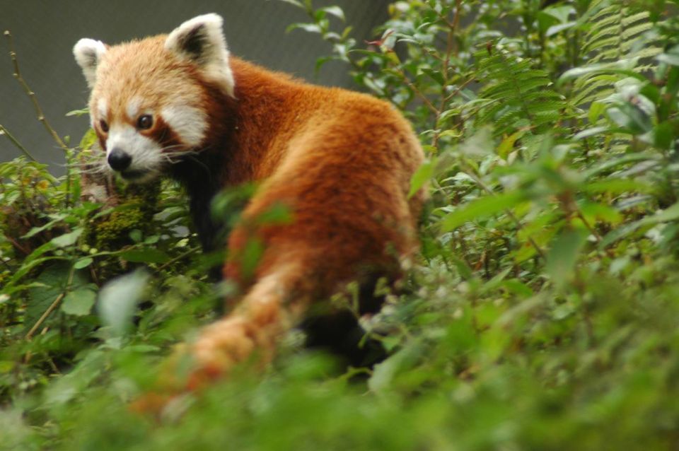 Photo of Astonishing Hee and the Barsey Rhododendron Sanctuary in Sikkim by Roli jain
