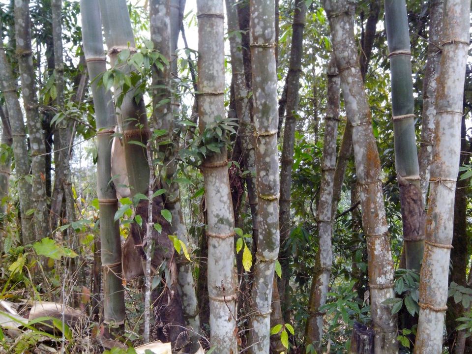 Photo of Astonishing Hee and the Barsey Rhododendron Sanctuary in Sikkim by Roli jain