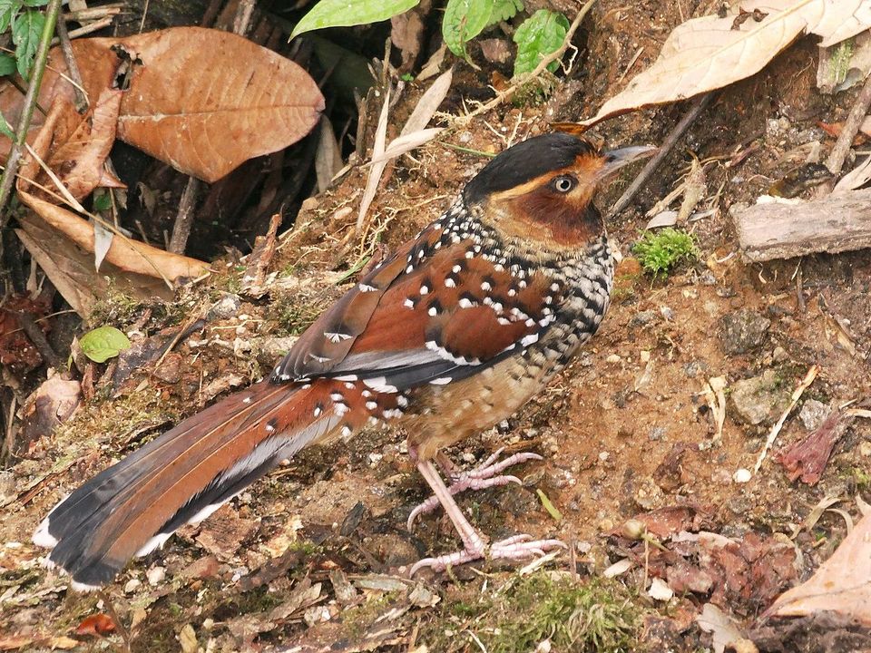 Photo of Martam, Sikkim, India by Roli jain