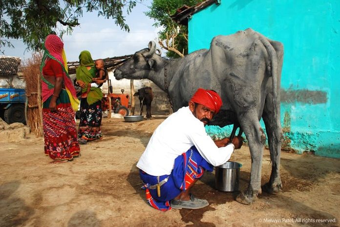Photo of Experience Gujarat as never before at the Rann Riders Resort in Dasada on the Little Rann of Kutch by Roli jain