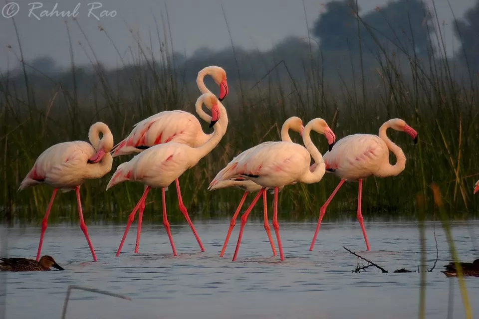 Photo of Little Rann of Kutch, Kutch, Gujarat, India by Roli jain