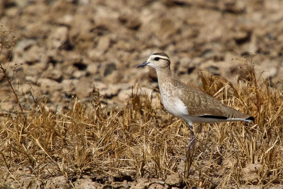 Photo of Little Rann of Kutch, Kutch, Gujarat, India by Roli jain