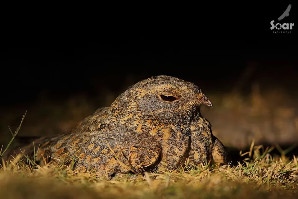 Photo of Little Rann of Kutch, Kutch, Gujarat, India by Roli jain