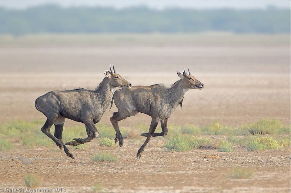 Photo of Experience Gujarat as never before at the Rann Riders Resort in Dasada on the Little Rann of Kutch by Roli jain