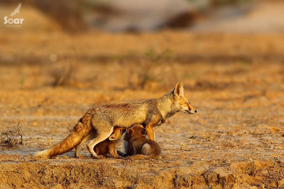 Photo of Experience Gujarat as never before at the Rann Riders Resort in Dasada on the Little Rann of Kutch by Roli jain