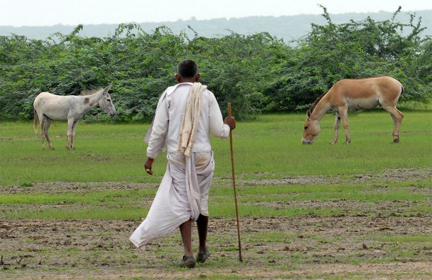 Photo of Experience Gujarat as never before at the Rann Riders Resort in Dasada on the Little Rann of Kutch by Roli jain