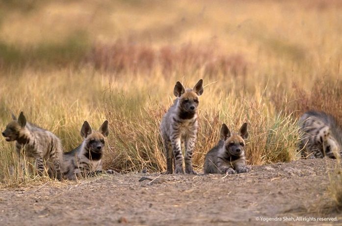 Photo of Experience Gujarat as never before at the Rann Riders Resort in Dasada on the Little Rann of Kutch by Roli jain