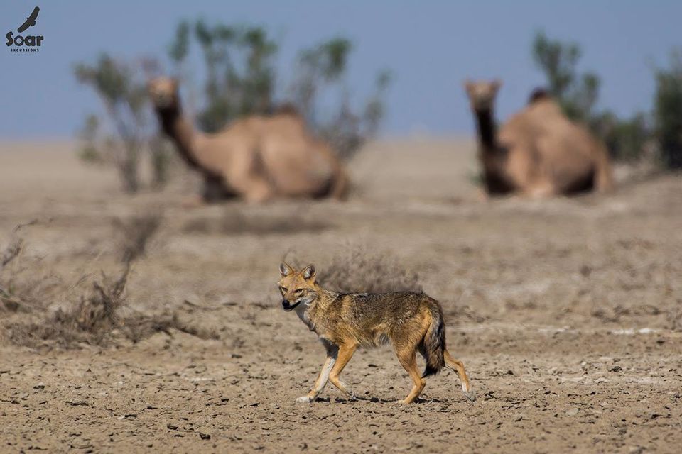 Photo of Experience Gujarat as never before at the Rann Riders Resort in Dasada on the Little Rann of Kutch by Roli jain