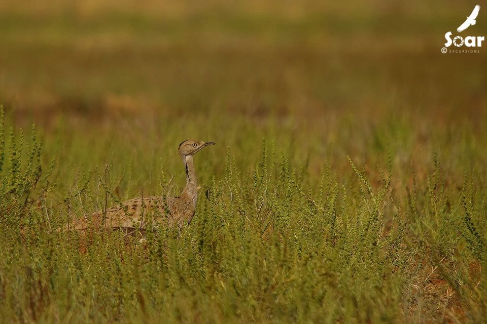 Photo of Experience Gujarat as never before at the Rann Riders Resort in Dasada on the Little Rann of Kutch by Roli jain