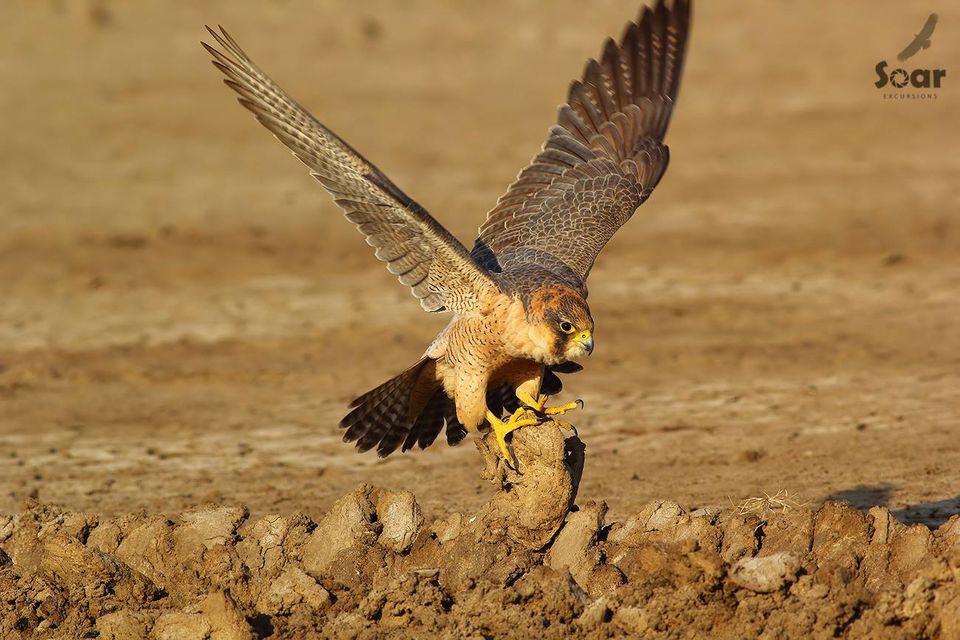 Photo of Experience Gujarat as never before at the Rann Riders Resort in Dasada on the Little Rann of Kutch by Roli jain