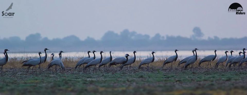 Photo of Experience Gujarat as never before at the Rann Riders Resort in Dasada on the Little Rann of Kutch by Roli jain