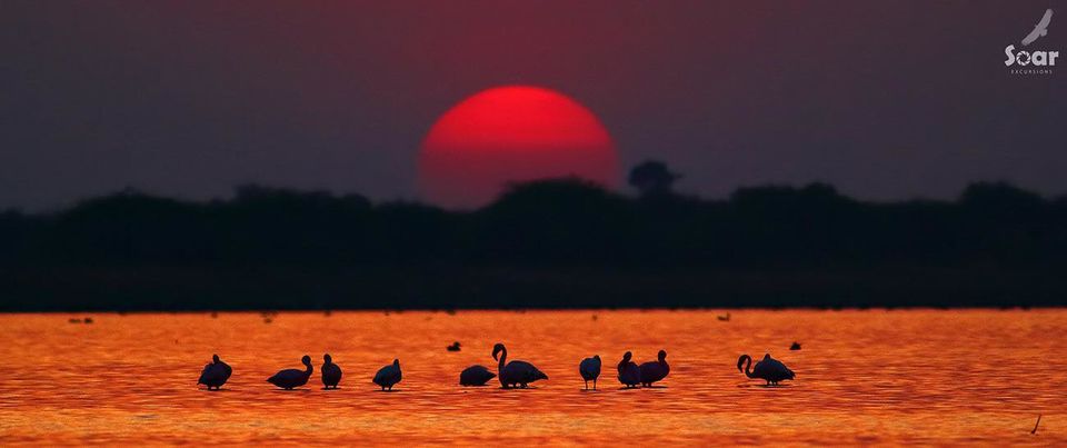 Photo of Experience Gujarat as never before at the Rann Riders Resort in Dasada on the Little Rann of Kutch by Roli jain