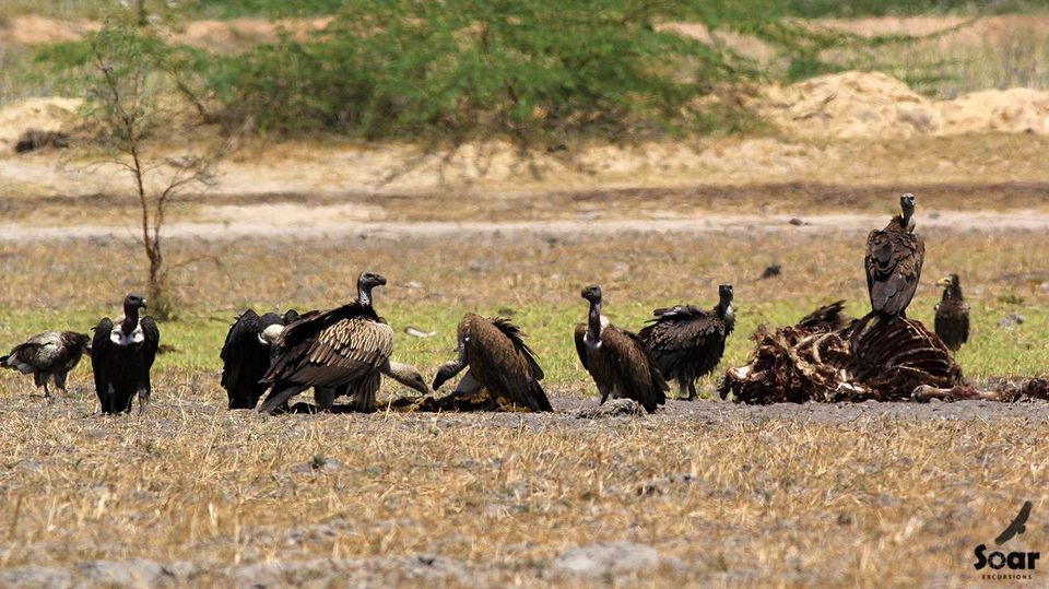 Photo of Experience Gujarat as never before at the Rann Riders Resort in Dasada on the Little Rann of Kutch by Roli jain