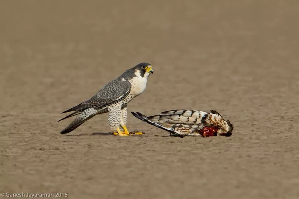Photo of Little Rann of Kutch, Kutch, Gujarat, India by Roli jain