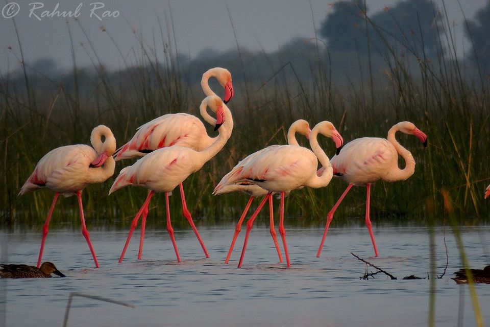 Photo of Experience Gujarat as never before at the Rann Riders Resort in Dasada on the Little Rann of Kutch by Roli jain