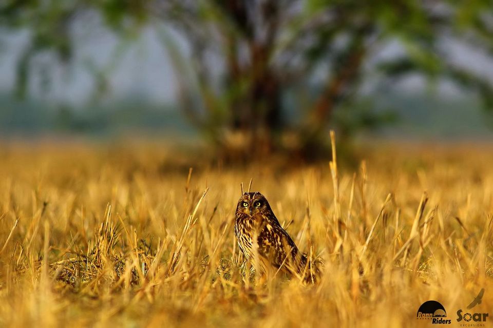 Photo of Nalsarovar, Gujarat, India by Roli jain