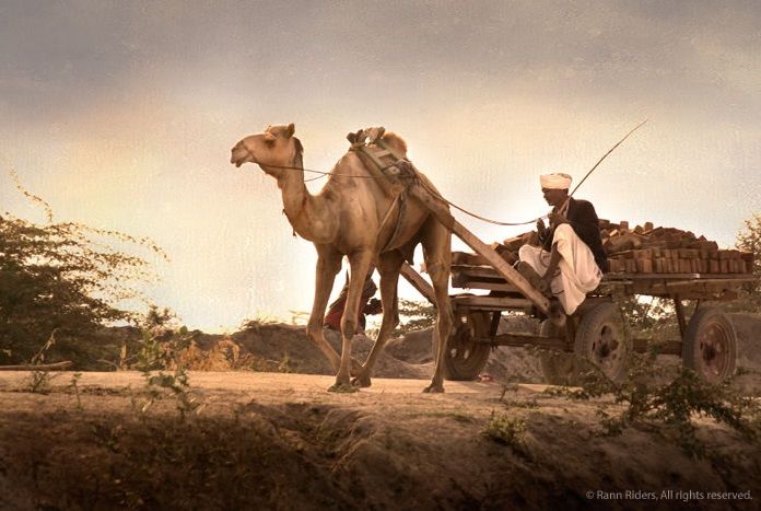 Photo of Experience Gujarat as never before at the Rann Riders Resort in Dasada on the Little Rann of Kutch by Roli jain