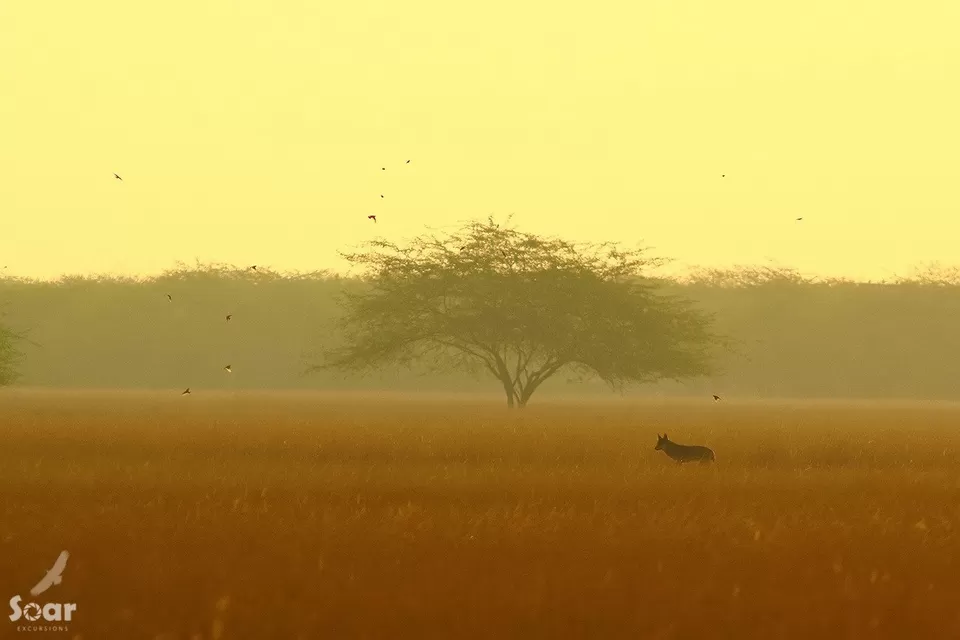 Photo of Rann Riders, Dasada, Gujarat, India by Roli jain