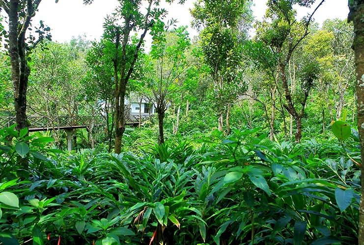 Photo of Aanavilasam Luxury Plantation House for Superb Hospitality and an Experiential Holiday in Thekkady by Roli jain
