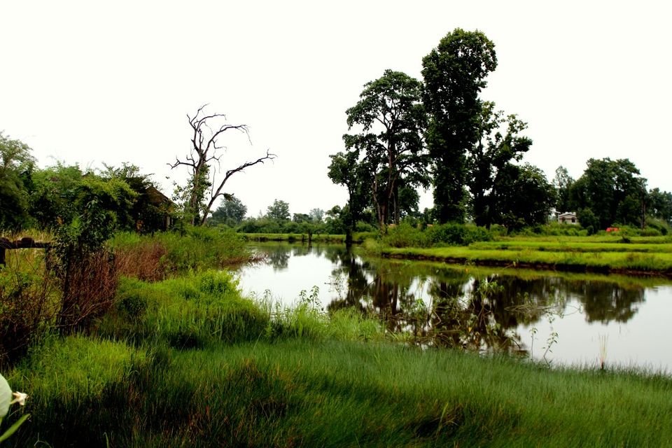 Photo of Bandhavgarh Tiger Lagoon Resort by Roli jain