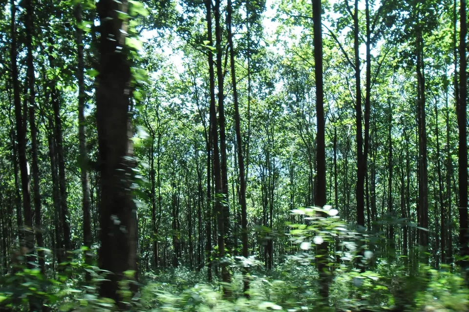 Photo of Darjeeling by Devjani Ghose