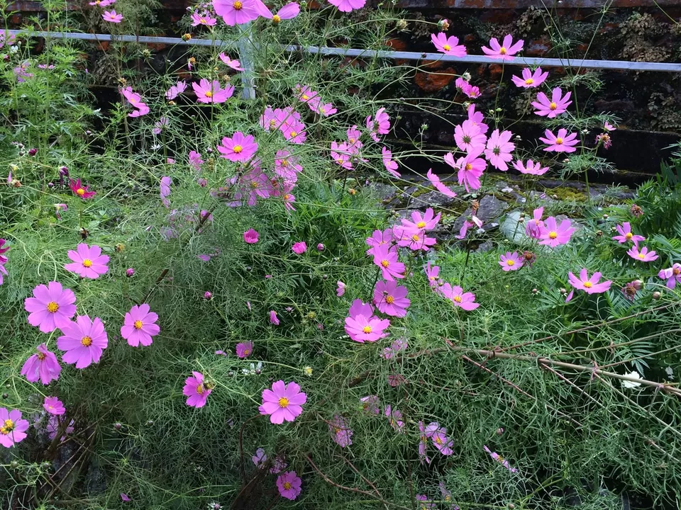 Photo of Darjeeling by Devjani Ghose