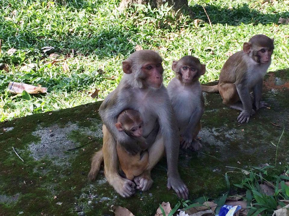 Photo of Darjeeling (Incredible India)- First stop of our vacation. by Devjani Ghose