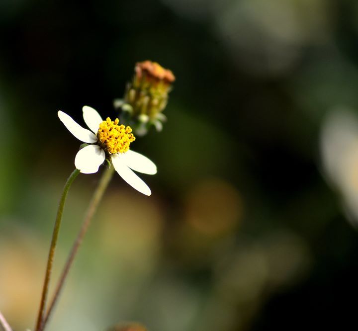 Photo of Ravangla, Sikkim, India by Madhumita Das