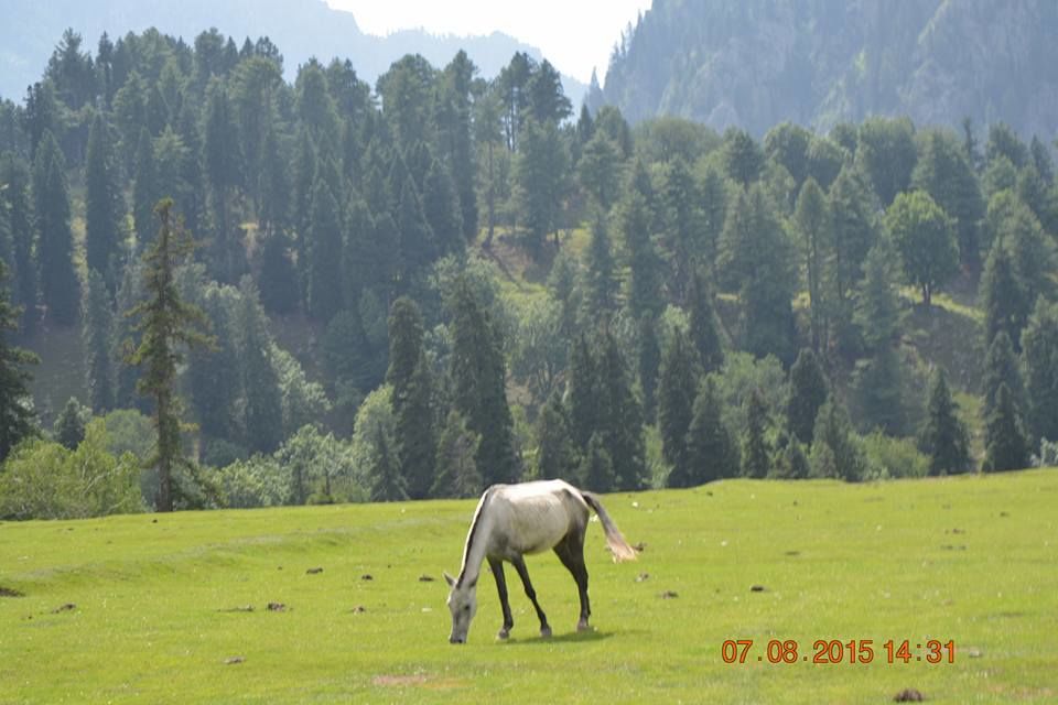 Photo of Kashmir , By chance!! 7/35 by Madhumita Das