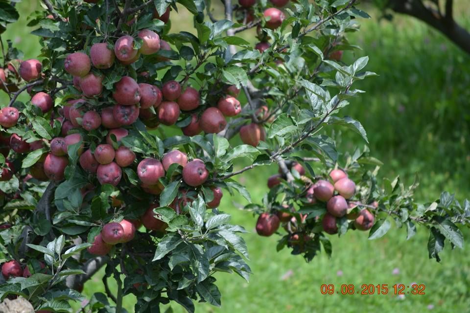 Photo of Kashmir , By chance!! 9/35 by Madhumita Das