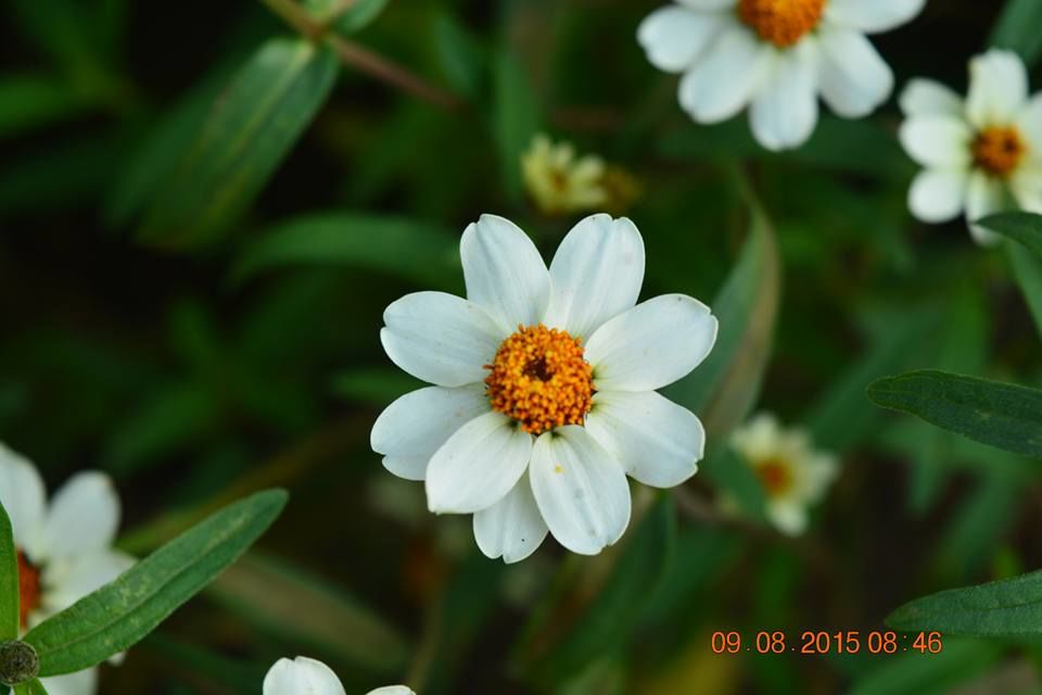 Photo of Kashmir , By chance!! 11/35 by Madhumita Das