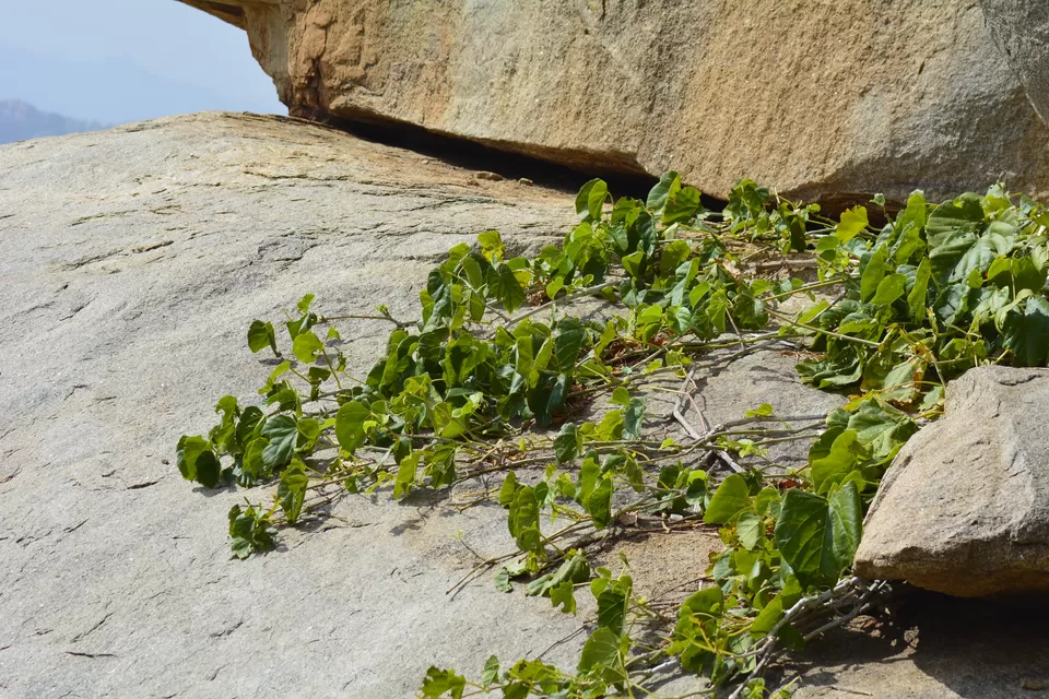 Photo of Matanga Hill, Nimbapura, Karnataka, India by Ramadevi Reddy