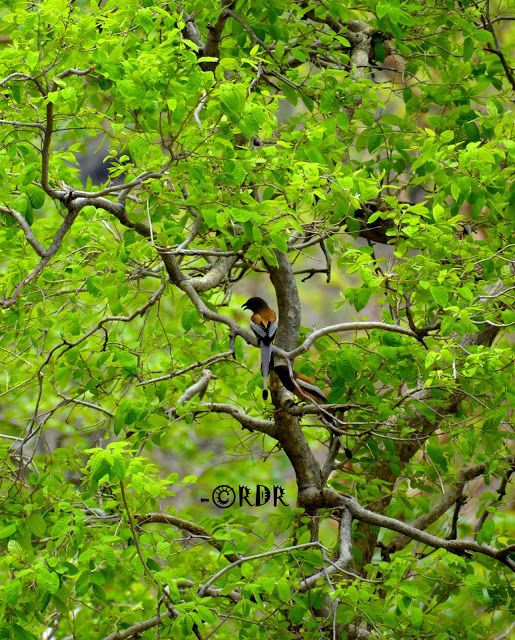 Photo of Ajanta, Maharashtra, India by Ramadevi Reddy