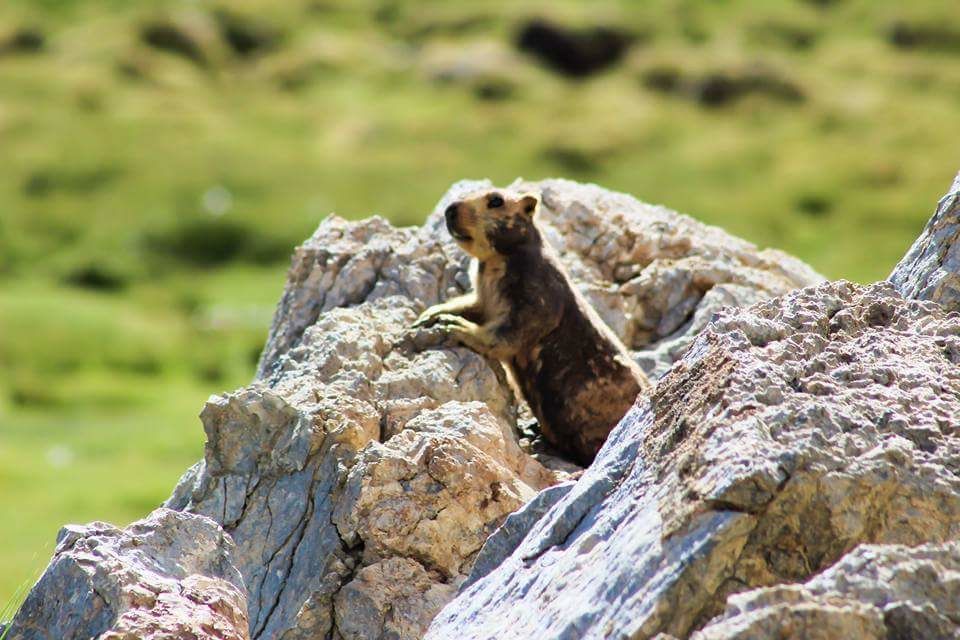 Photo of Getting to top is optional but getting down is mandatory… 5/10 by Babu