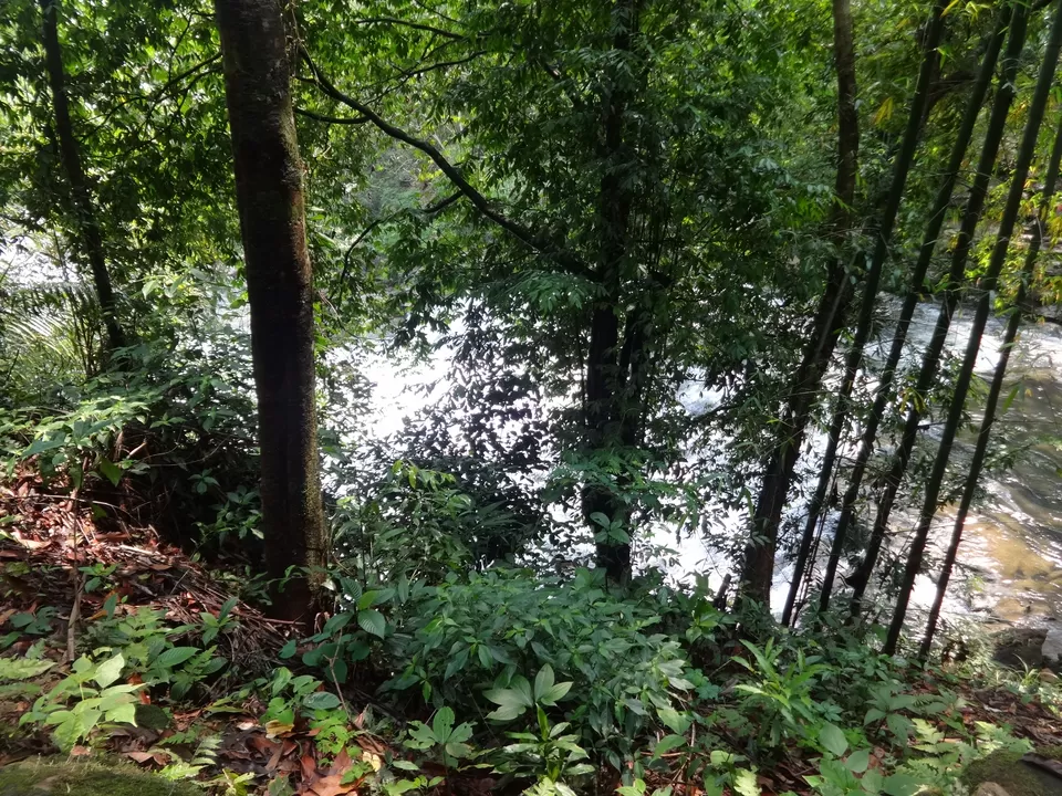 Photo of Mawlynnong, Mawlynnong, Meghalaya 793109, India by Lakshmi Venkateswaran